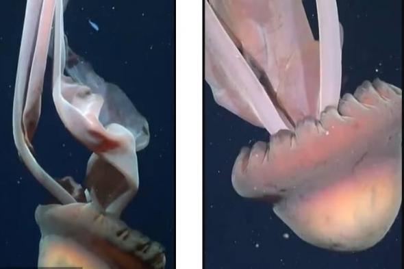 رصد
      نادر
      لقنديل
      البحر
      العملاق
      قبالة
      سواحل
      الأرجنتين