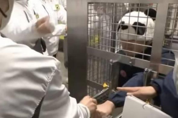 حديقة
      يابانية
      تستبدل
      حيوانات
      الباندا
      بـ
      «بشر»