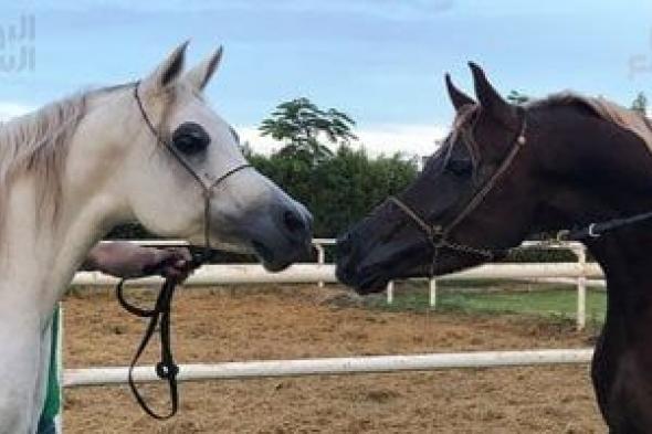 انطلاق
النسخة
الثانية
من
جائزة
مؤسسة
الملك
عبدالله
الإنسانية
للخيل