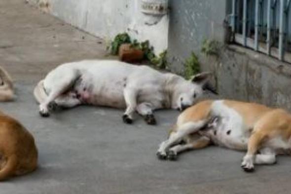 الطب
البيطرى:
التخلص
الرحيم
من
الكلاب
يطبق
فى
أضيق
الحدود
وفق
معايير
دولية