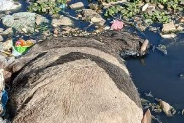 رفع
حيوانات
نافقة
من
مصرف
عزبة
أحمد
فوزى
بالقناطر
الخيرية