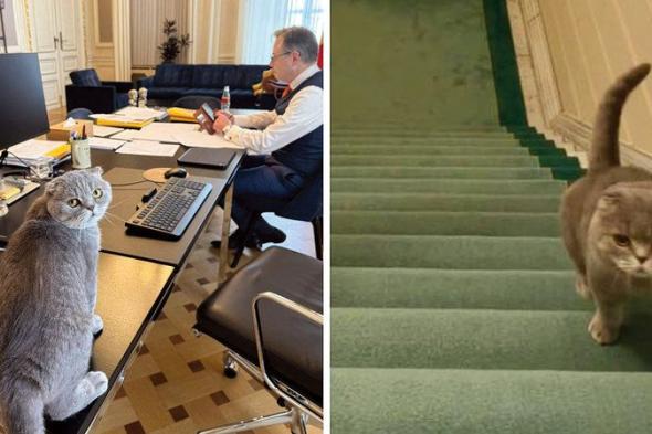 «ماكسيموس».. قط يخطف الأضواء في السياسة البلجيكية