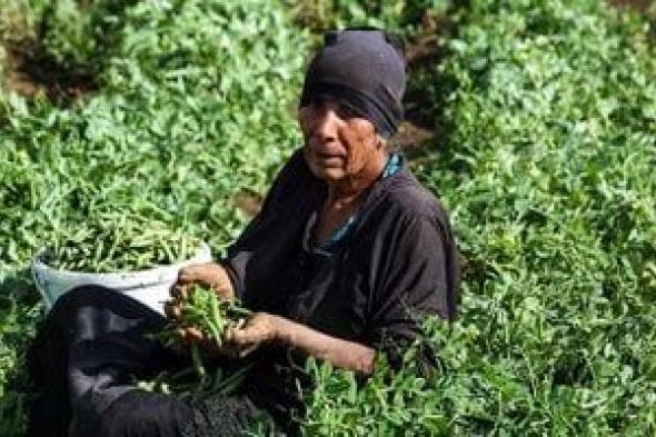 خير
بلدنا..
موسم
جمع
محصول
البسلة
من
حقول
الجيزة