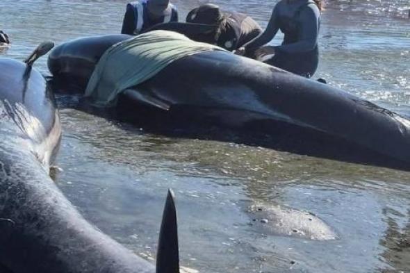 جنوح
      حيتان
      على
      شاطئ
      في
      نيوزيلندا