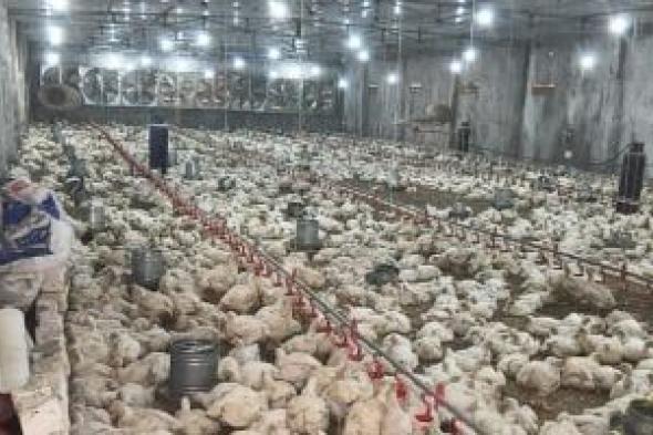 وزير
الزراعة:
اتفاق
مع
اتحاد
منتجي
الدواجن
لخفض
الأسعار
خلال
أيام