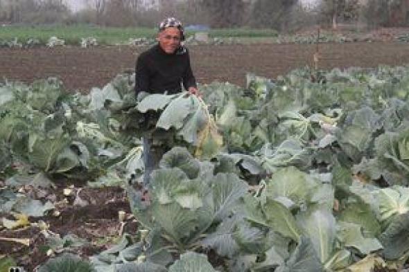 فرحة
حصاد
الكرنب
بالدقهلية..
«المحشى»
أكلة
الدفا
فى
الشتاء
على
موائد
المصريين