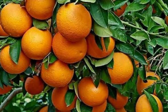 الجوافة
      والبرتقال
      واللحوم..
      أسلحة
      قهر
      البرد
      والإنفلونزا