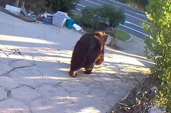 شهر
      من
      الرعب..
      أمريكي
      يطرد
      أخيراً
      دبّاً
      من
      منزله