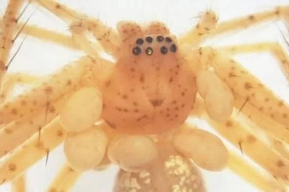 اكتشاف
      نوع
      جديد
      من
      العث
      الطفيلي
      في
      البرازيل