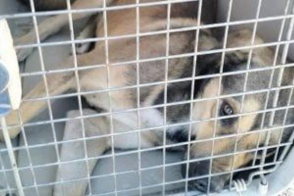 لا
تهاون
مع
المخالفين..
ضوابط
صارمة
لحيازة
الحيوانات
الخطرة