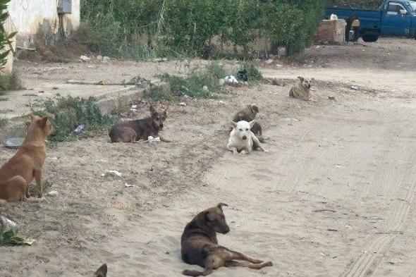 تحركات
      رسمية
      من
      الدولة
      لمواجهة
      انتشار
      الطلاب
      الضالة