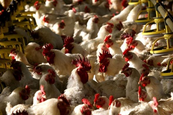 إرتفاع
      جديد
      في
      أسعار
      الدواجن
      بعد
      تراجع
      خلال
      الأشهر
      الماضية