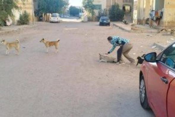 بيطري
البحر
الأحمر
ينفذ
حملة
لتعقيم
وتطعيم
الكلاب
الضالة
للحد
من
مخاطرها