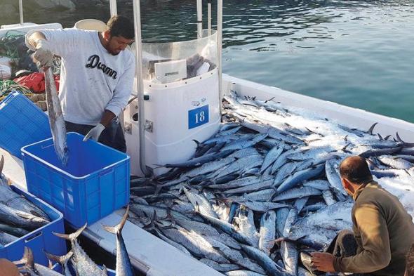 1365 طن أسماك حصيلة 472 قارب صيد في أبوظبي