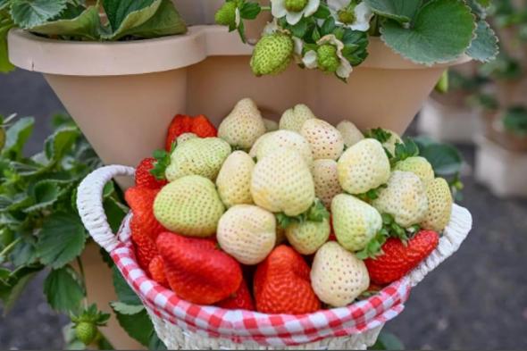 زراعة
    الفراولة
    البيضاء
    في
    حائل..
    إنجاز
    نوعي
    يرسّخ
    ريادة
    المملكة
    عالميًا