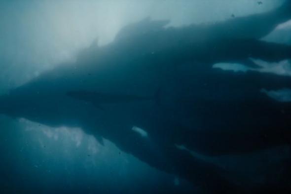 عرض
الموسم
2
من
Monarch:
Legacy
of
Monsters
يكشف
الظهور
الأول
لمخلوق
Titan
X
في
عالم
Monsterverse