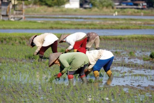 إندونيسيا تعزز الاكتفاء الذاتي من الأرز