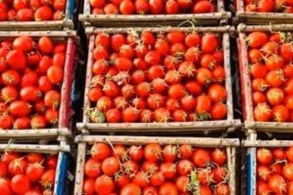 الحجر
الزراعى:
تصدير
أكثر
من
64
ألف
طن
طماطم
العام
الجارى