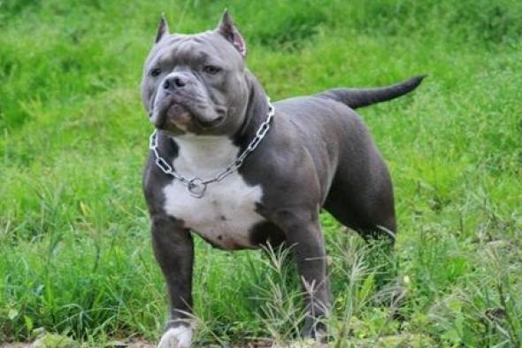 ألمانيا..
      كلب
      من
      فصيلة
      البولدوغ
      الأمريكي
      يمزق
      صاحبه
      حتى
      الموت