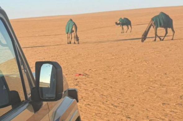 ضبط
مواطن
رعى
4
أمتان
من
الإبل
في
محمية
الإمام
عبدالعزيز