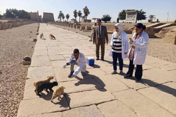 «الزراعة
      المصرية»
      تحصن
      الكلاب
      في
      المحافظات
      والمناطق
      الأثرية