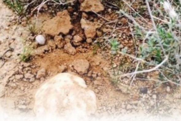 حرس
الحدود
للباحثين
عن
الفقع:
عقوبة
دخول
منطقة
الحدود
البرية
السجن
أو
الغرامة