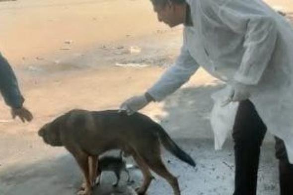 حلول
عاجلة
لمواجهة
ظاهرة
الكلاب
الضالة
بأسوان
ومبادرة
تطوعية
للتطعيم
والرعاية