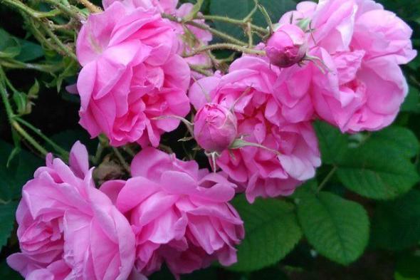 الورد الدمشقي… حلّ طبيعي واعد لمشكلة الشيب