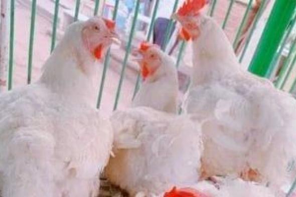 كيلو
الفراخ
بـ76
جنيه..
أسعار
الدواجن
فى
كفر
الشيخ
اليوم
السبت
17
يناير
2026