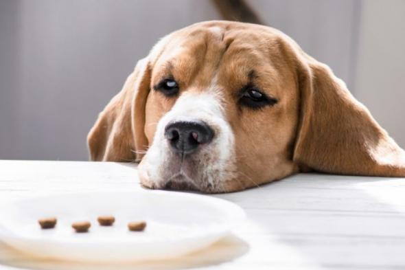 بوجه حزين وعينين باكيتين .. كلب يرفض الطعام والشراب لمدة شهر حزناً على صاحبه