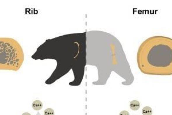 فريق
بحثي
دولي
يقوده
مصريين
يتوصل
لسر
يربط
بين
قوة
عظام
الدببة
والإنسان