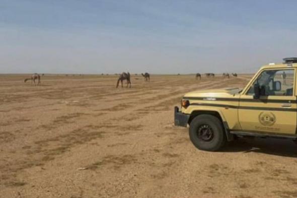 ضبط
    مواطن
    خليجي
    لارتكابه
    مخالفة
    رعي
    في
    محمية
    الملك
    عبدالعزيز
    الملكية