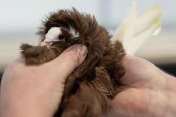 15000
زائر
لمشاهدة
1000
حمامة..
فعاليات
معرض
الطيور
العالمي
فى
بريطانيا
2026