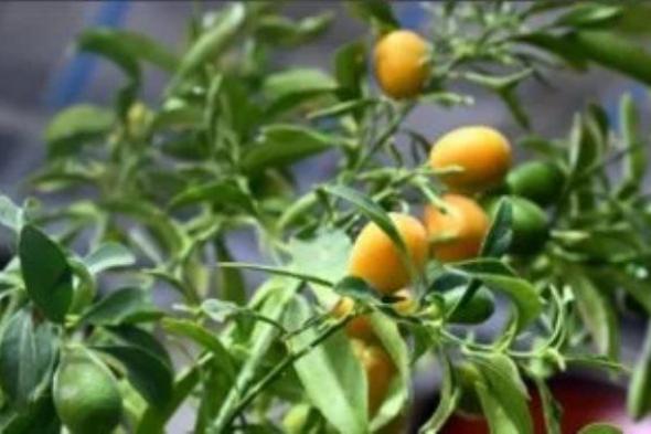 طفرة فى التشجير.. المشاتل والمتاجر تزين شتاء المدينة المنورة بالمساحات الخضراء