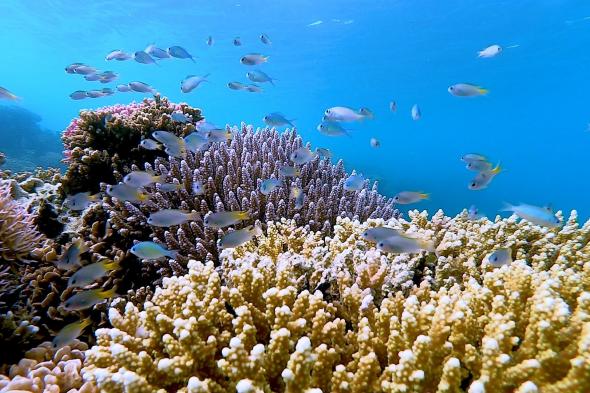 السعودية
تستضيف
القمة
العالمية
الأولى
للشُّعب
المرجانية