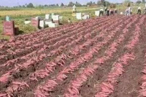 البطاطا
المصرية
تقفز
للمركز
الثالث
بصادرات
تتجاوز
387
ألف
طن