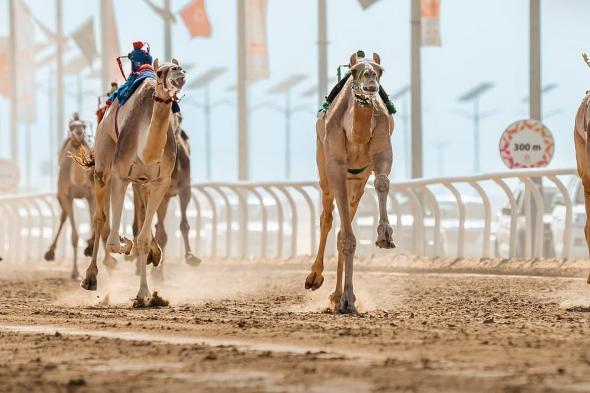 اليوم..
    انطلاق
    منافسات
    «اللقايا»
    في
    مهرجان
    خادم
    الحرمين
    الشريفين
    للهجن