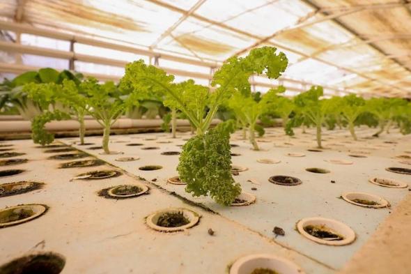 الزراعة
    المائية
    بالقصيم..
    تقنيات
    حديثة
    تدعم
    الأمن
    الغذائي
    وتعزّز
    الاستدامة