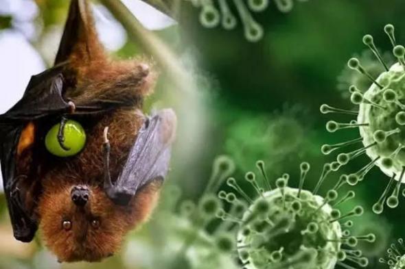 ينتقل
      عبر
      الفواكه..
      4
      أعراض
      خطِرة
      لفيروس
      نيباه
      تظهر
      على
      المصابين
      وتنبيهات
      طبية
      مشددة