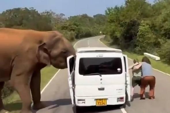 فيل
      يهاجم
      سيارة
      سياح
      ويخلع
      بابها