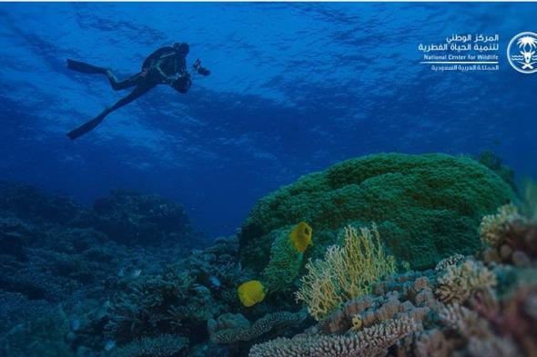 «الحياة
    الفطرية»
    يطلق
    المرحلة
    الأولى
    من
    برنامج
    مراقبة
    وتقييم
    التنوع
    الأحيائي
    المرتبط
    بالشعاب
    المرجانية
    في
    البحر
    الأحمر