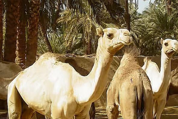 طالب
مختص
بالذكاء
الاصطناعي:
أعمل
على
ابتكار
شريحة
ذكية
تخدم
الإبل