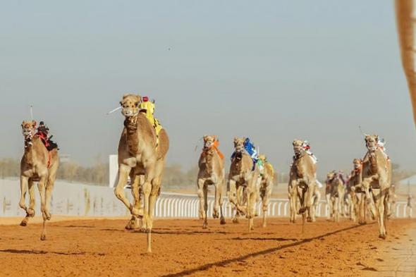 مهرجان
    خادم
    الحرمين
    للهجن
    يقدم
    فعاليات
    لزوار
    قرية
    الجنادرية