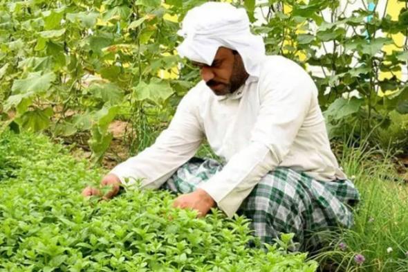 «الإرشاد
    الزراعي»
    تحث
    المزارعين
    على
    الالتزام
    بفترة
    تحريم
    المبيدات