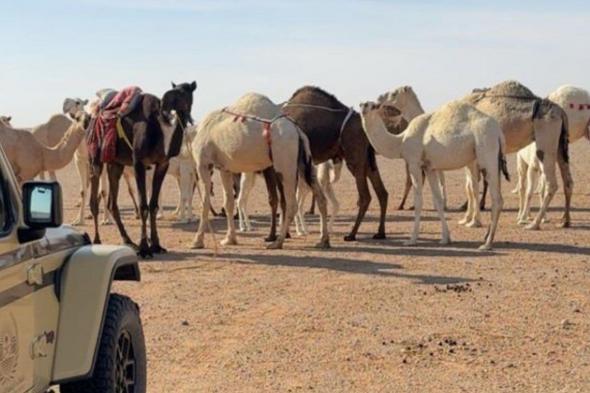 ضبط
مخالف
رعى
13
متنًا
من
الإبل
في
محمية
الملك
عبدالعزيز