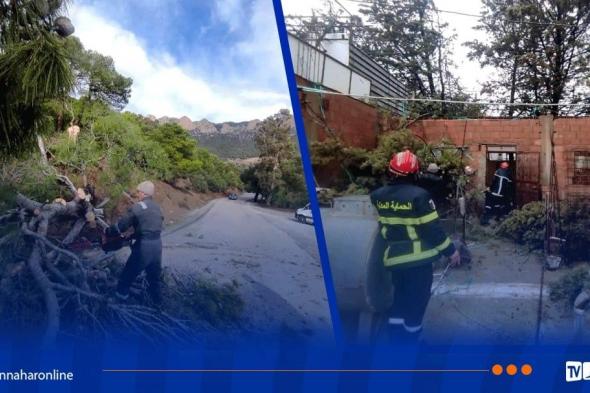 تيسمسيلت..
مصالح
الغابات
تتدخل
لقطع
الأشجار ببرج
بونعامة