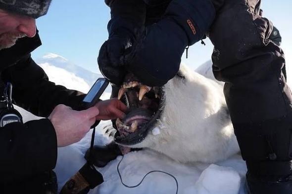 الدببة
القطبية
تزداد
سمنة
رغم
فقدان
الجليد
البحري