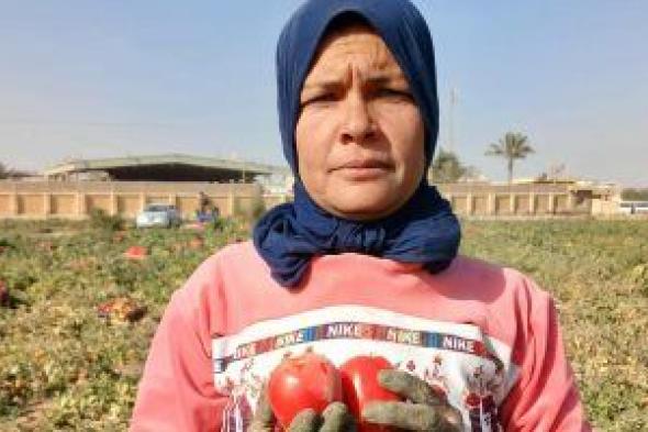 فاطمة
تواجه
البرد
القارس
بالرضا
والكفاح
فى
حصاد
الطماطم
بغيطان
الشرقية..
فيديو