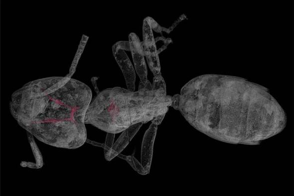 حشرات
في
كهرمان
عمرها
40
مليون
سنة