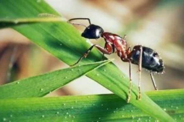 فطر يحول النمل إلى زومبي ويتحكم بسلوكه لنشر نفسه.. ما القصة؟